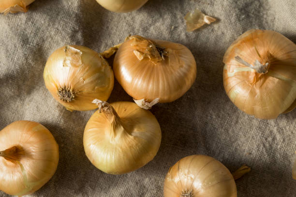 istock Raw Yellow Organic Cipolline Onions 1201032190