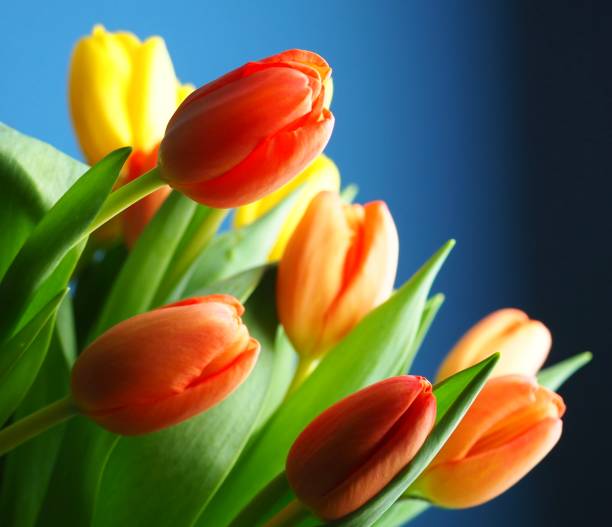 istock Tulip flowers on blue background 1201032200