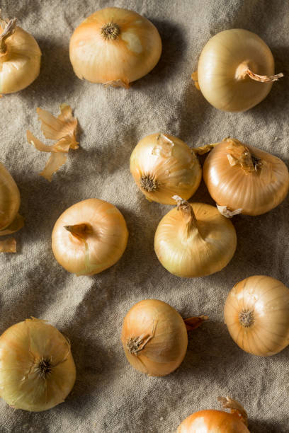 istock Raw Yellow Organic Cipolline Onions 1201032391