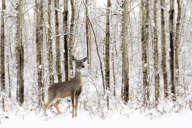 istock White tail female deer standing in the winter snow 1201033396