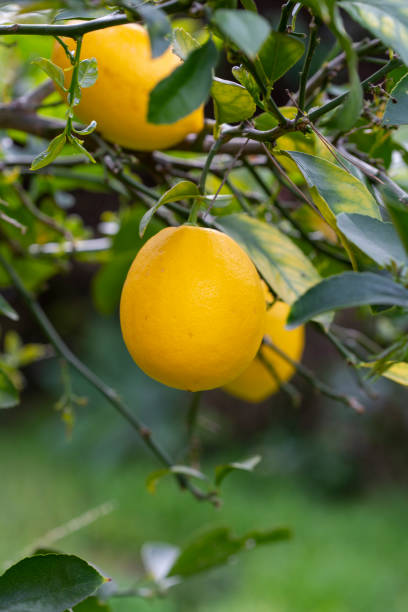 istock Lemons growing on a tree and being harvested 1201033868