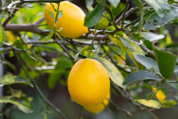 istock Lemons growing on a tree and being harvested 1201033898
