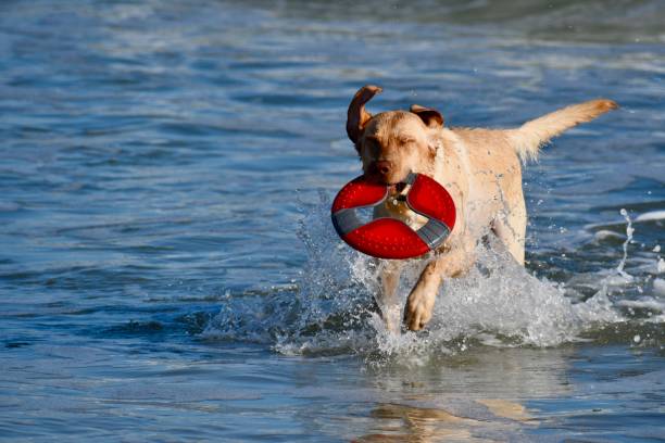 istock Dog Playin Fetch in the Water 1201033974