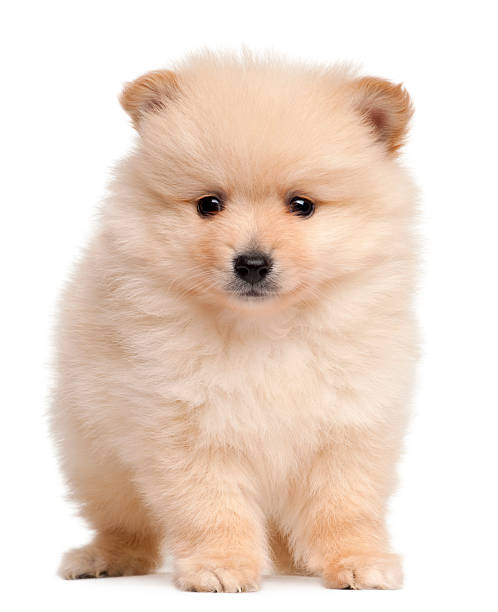 istock Spitz puppy, 2 months old, sitting, white background. 120103401