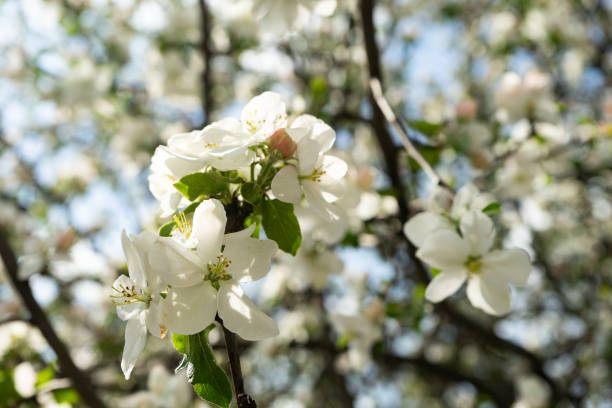 istock Blossoming flowers on the apple tree. Spring time. 1201034906