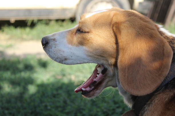 istock The real friend of man 1201036325