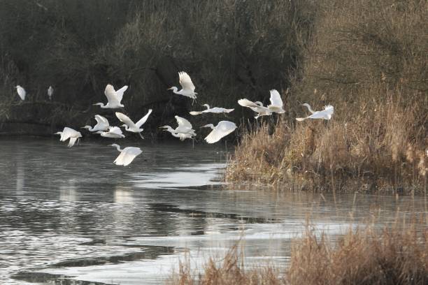 istock Flock of0great egrets, Ardea alba, flying over a frozen lake 1201036396