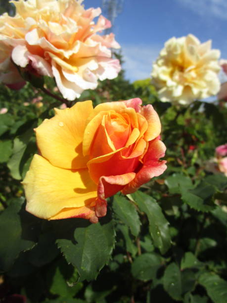 istock Bright Summer Orange Peach Rose Close Up 1201037257