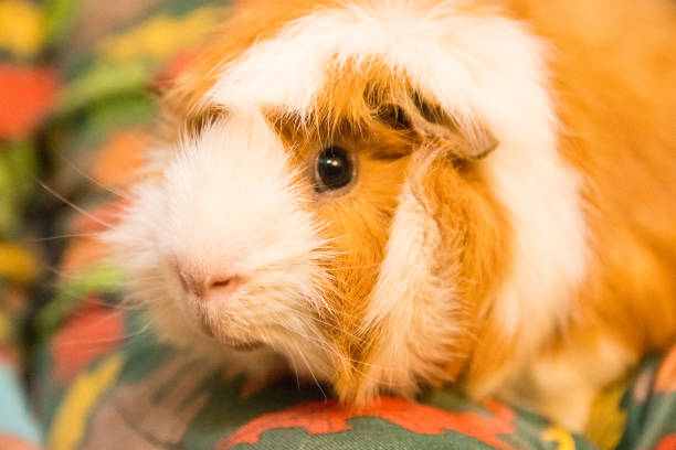 istock ginger guinea pig close up 1201037423