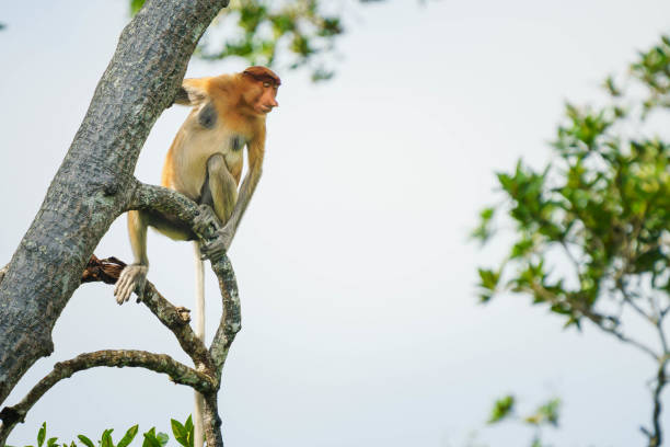 istock Proboscis Monkey or Nasalis larvatus 1201038480