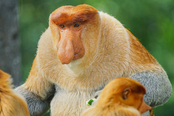 istock Proboscis Monkey or Nasalis larvatus 1201038500