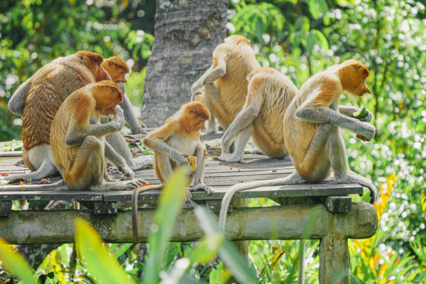 istock Proboscis Monkey or Nasalis larvatus 1201038516