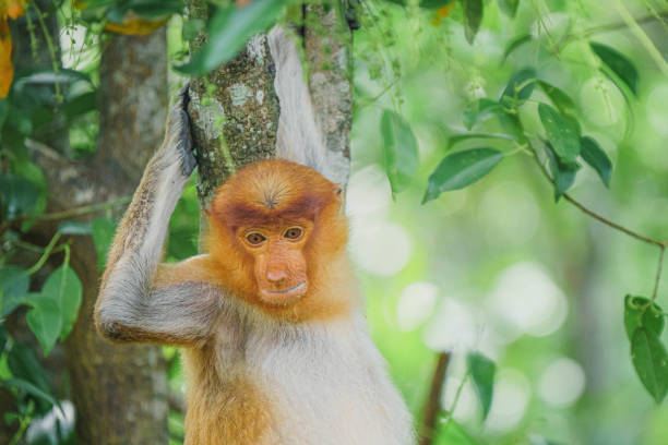istock Proboscis Monkey or Nasalis larvatus 1201038529