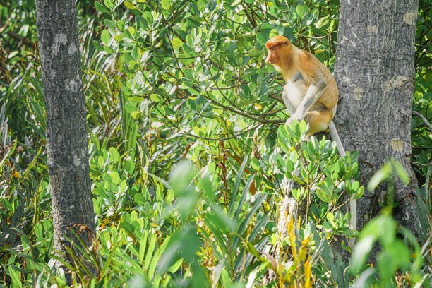 istock Proboscis Monkey or Nasalis larvatus 1201038533