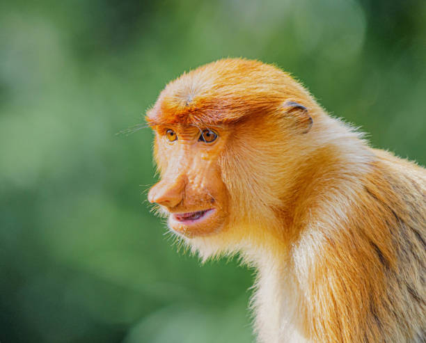 istock Proboscis Monkey or Nasalis larvatus 1201038616