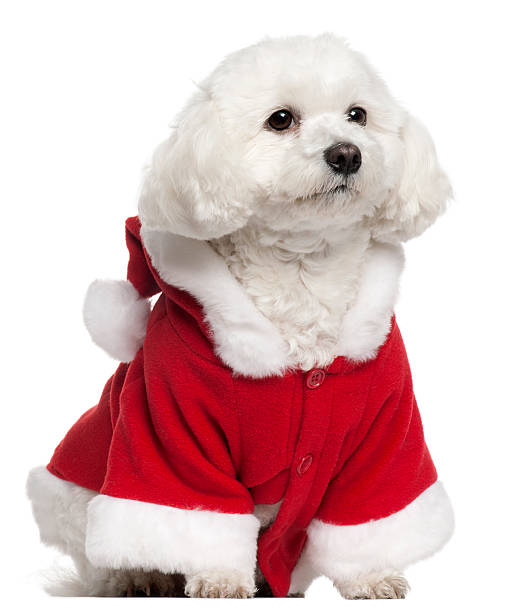 istock Maltese wearing Santa outfit, 5 years old, sitting, white background. 120103897