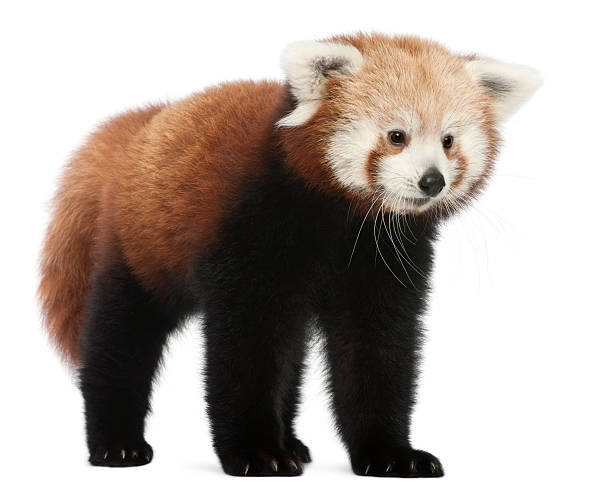 istock Young Red panda or Shining cat, Ailurus fulgens, white background. 120103962