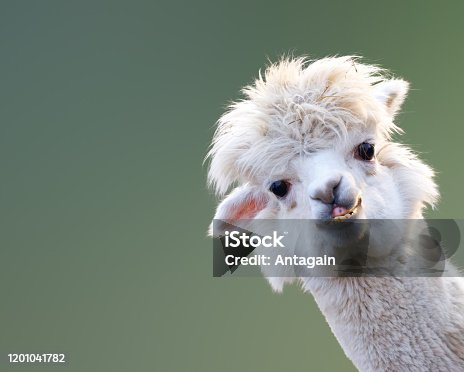 9,329 Funny Alpaca Stock Photos, Pictures & Royalty-Free Images - iStock |  Funny sloth, Funny panda, Funny horse