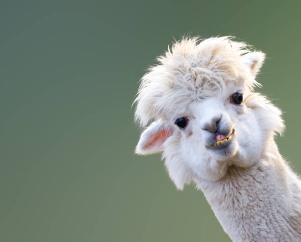 Alpaca Alpaca hoofed mammal stock pictures, royalty-free photos & images