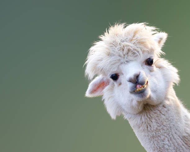 Alpaca Alpaca kidding stock pictures, royalty-free photos & images