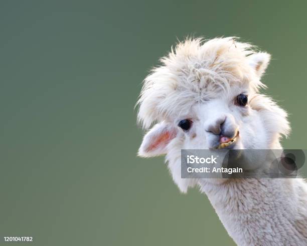 Alpaca Stock Photo - Download Image Now - Humor, Animal, Llama - Animal -  iStock