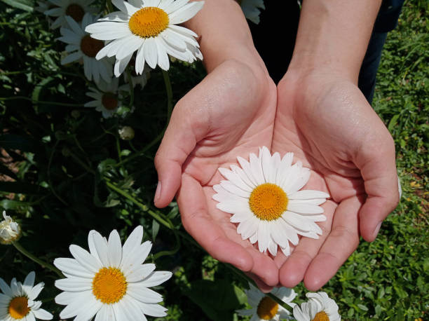 istock White daisy flower blossom in hands 1201044417