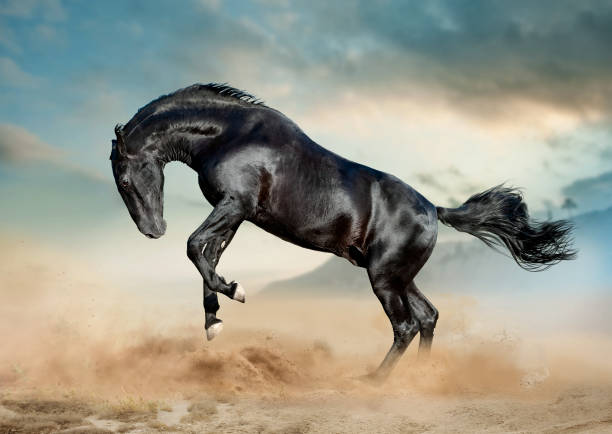 istock Black horse running in desert 1201045465