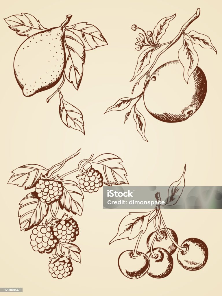 Mano disegnata bacche e frutta - arte vettoriale royalty-free di Lampone nero