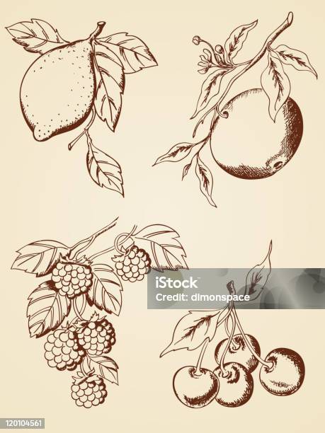 Mano Disegnata Bacche E Frutta - Immagini vettoriali stock e altre immagini di Lampone nero - Lampone nero, Flora, Mora nera