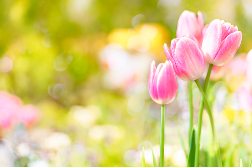 Tulip flowers, shallow selective focus. Spring nature background for web banner and card design