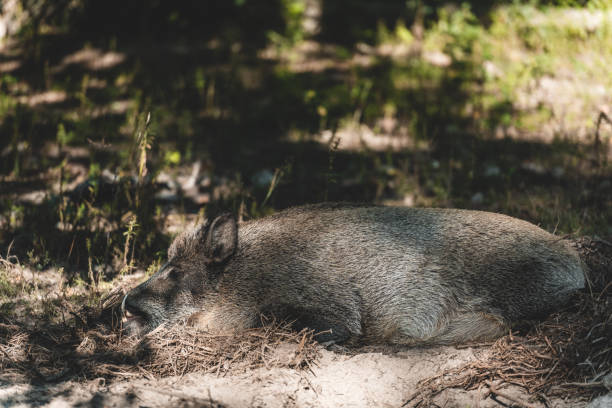 Wild boar lying and sleeping, Białowieża Forest.