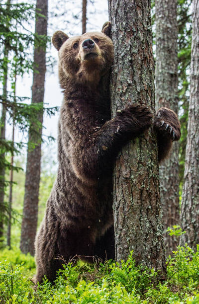 istock Brown bear stands on its hind legs by a tree in a summer forest. 1201047167