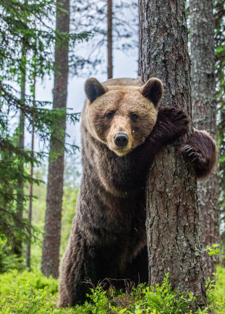 istock Brown bear stands on its hind legs by a tree in a summer forest. 1201047168