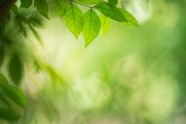 istock Green leaf for nature on blurred background with beautiful bokeh and copy space for text. 1201048285