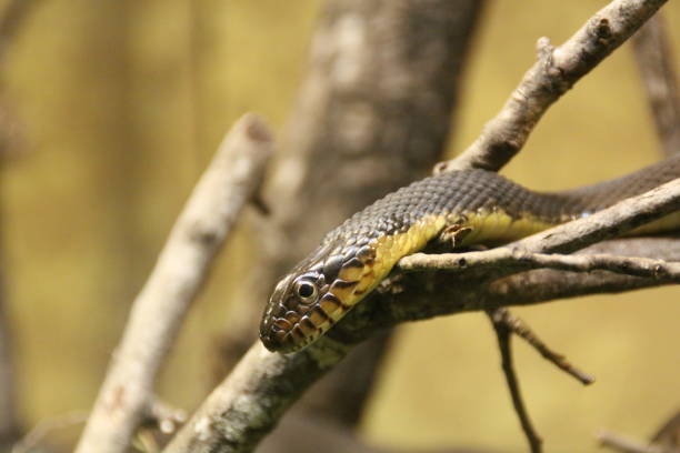 istock january 5, 2020 brown banded watersnake 1201048905