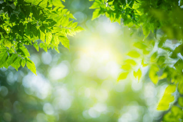 istock Green leaf for nature on blurred background with beautiful bokeh and copy space for text. 1201048989