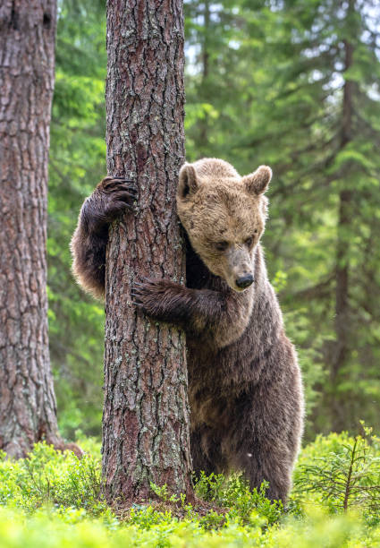 istock Brown bear standing on his hind legs 1201049242