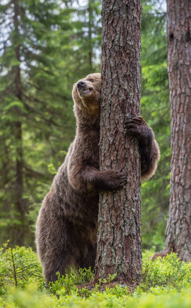 istock Brown bear standing on his hind legs 1201049251
