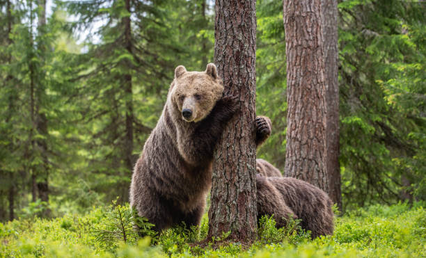 istock Brown bear standing on his hind legs 1201049295
