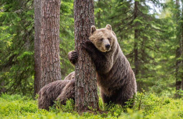 istock Brown bear standing on his hind legs 1201049315
