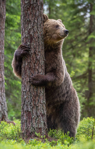 istock Brown bear standing on his hind legs 1201049316