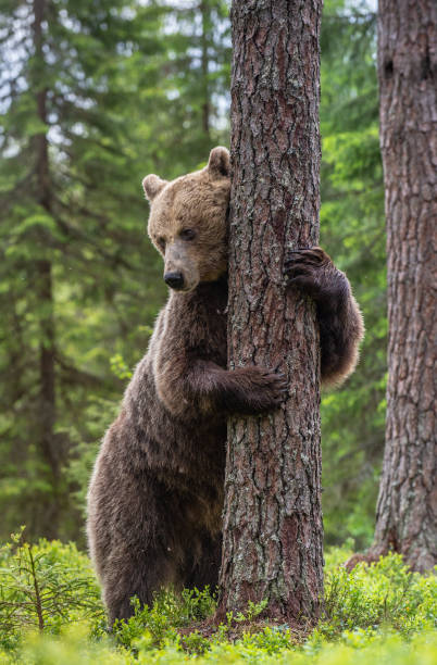 istock Brown bear standing on his hind legs 1201049371