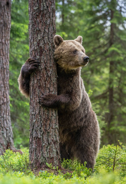 istock Brown bear standing on his hind legs 1201049402