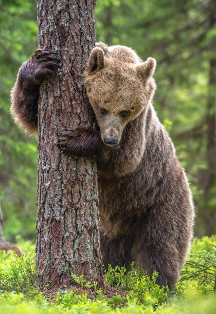 istock Brown bear stands on its hind legs by a tree in a summer forest. Scientific name: Ursus Arctos ( Brown Bear). 1201049403