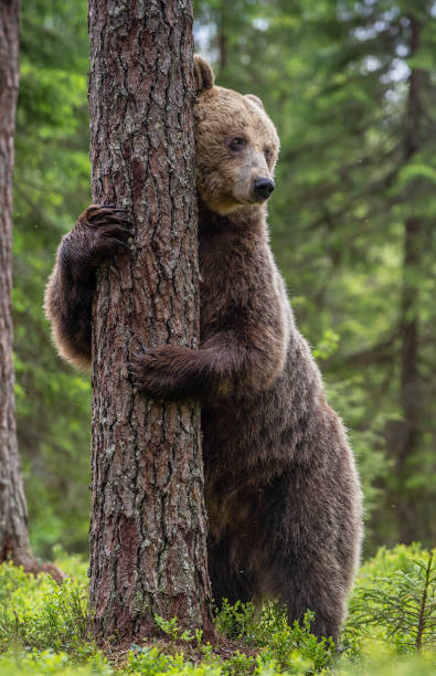 istock Brown bear standing on his hind legs 1201049942