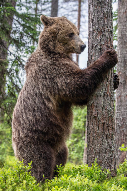 istock own bear stands on its hind legs by a tree in a summer forest. 1201049944