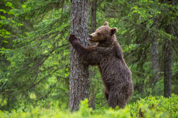 istock own bear stands on its hind legs by a tree in a summer forest. 1201049947
