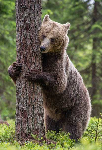 istock Brown bear stands on its hind legs by a tree in a summer forest. Scientific name: Ursus Arctos ( Brown Bear). 1201049997