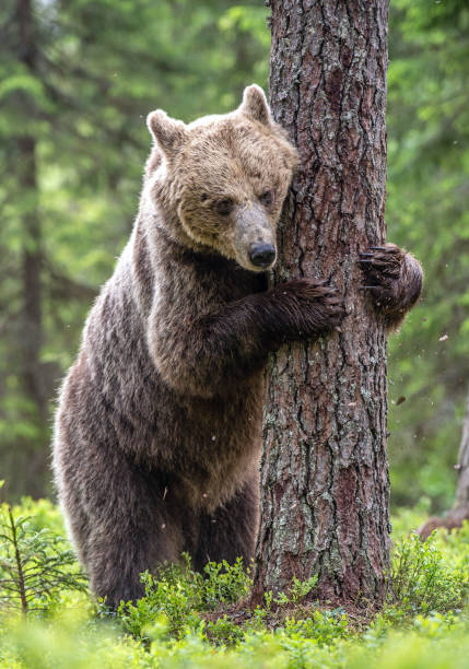 istock Brown bear stands on its hind legs by a tree in a summer forest. Scientific name: Ursus Arctos ( Brown Bear). 1201050001