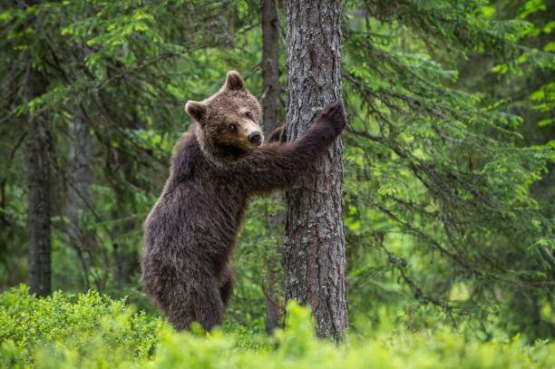istock Brown bear stands on its hind legs by a tree in a summer forest. Scientific name: Ursus Arctos 1201050128